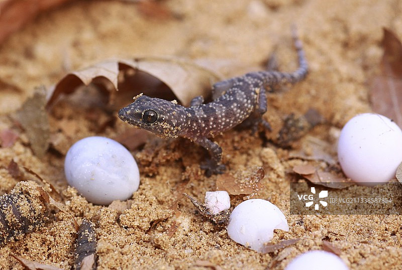 壁虎孵化图片素材