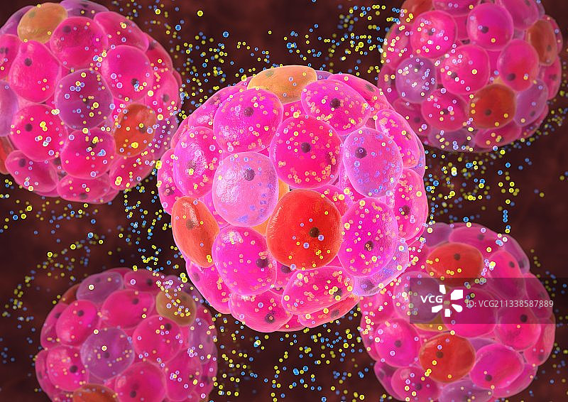 胰岛细胞，艺术作品图片素材