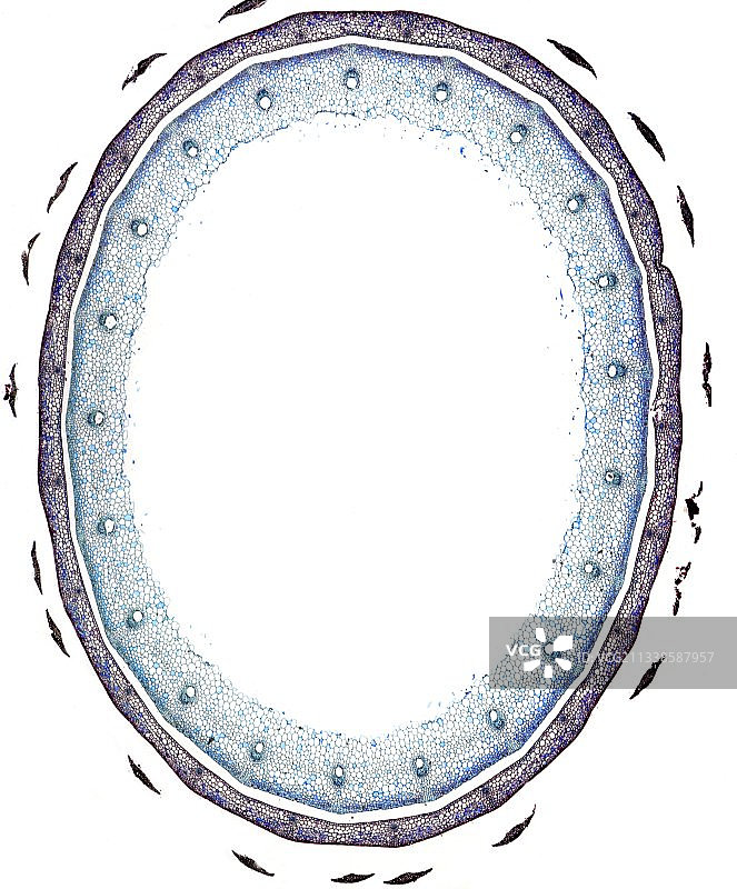 问荆茎，光学显微照片图片素材