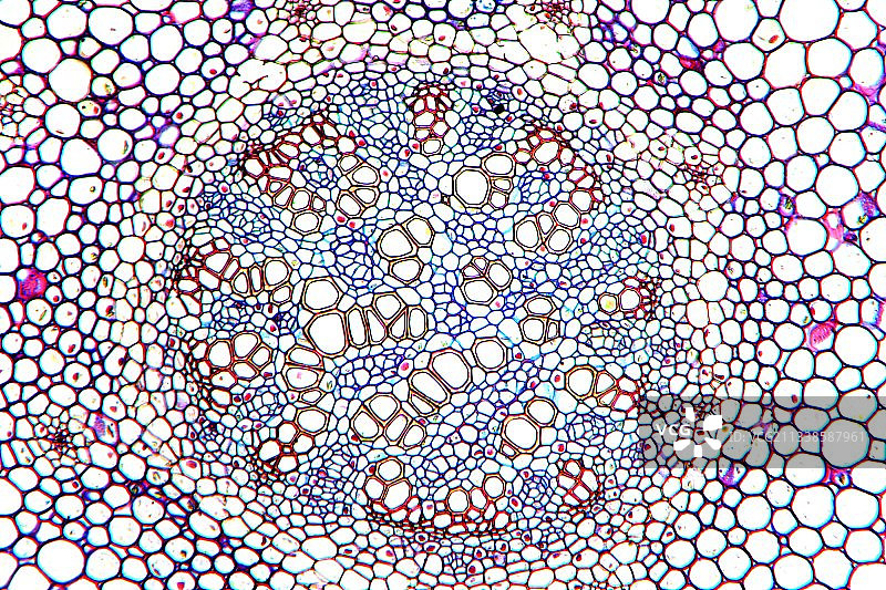 石松茎的显微照片图片素材