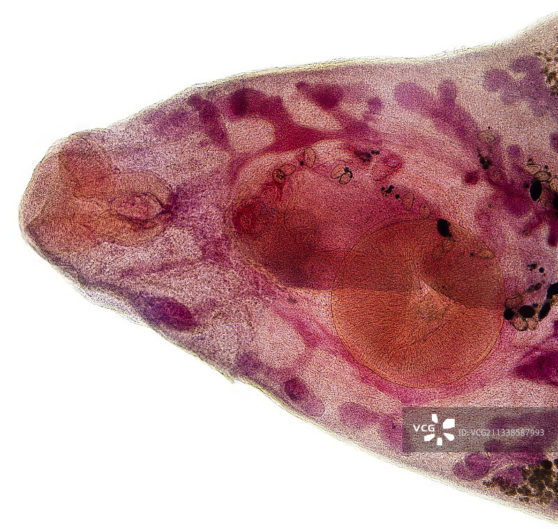 牛肝片形吸虫显微照片图片素材