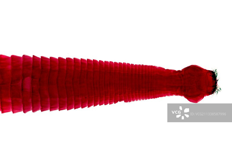 绦虫头节显微照片图片素材