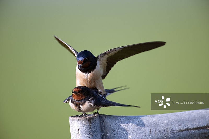 家燕交配图片素材