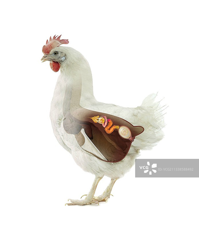 鸡的繁殖艺术作品图片素材