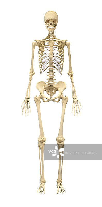 女性骨架,艺术品图片素材