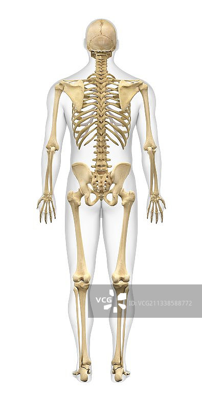 男性骨骼,艺术品图片素材