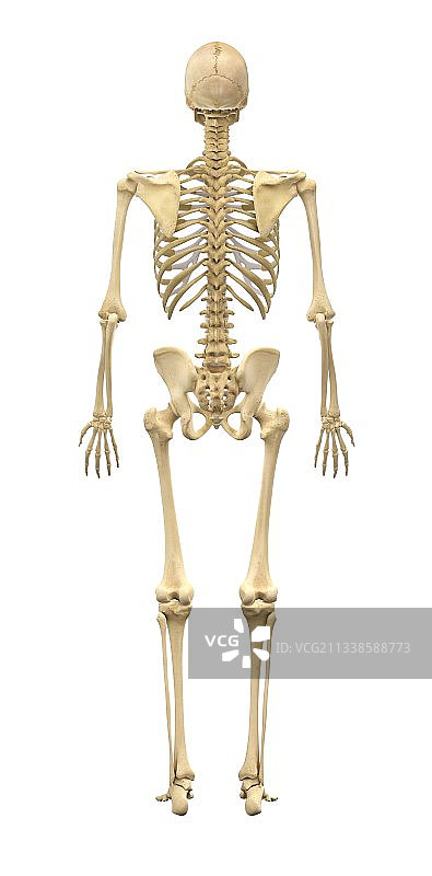 男性骨骼,艺术品图片素材