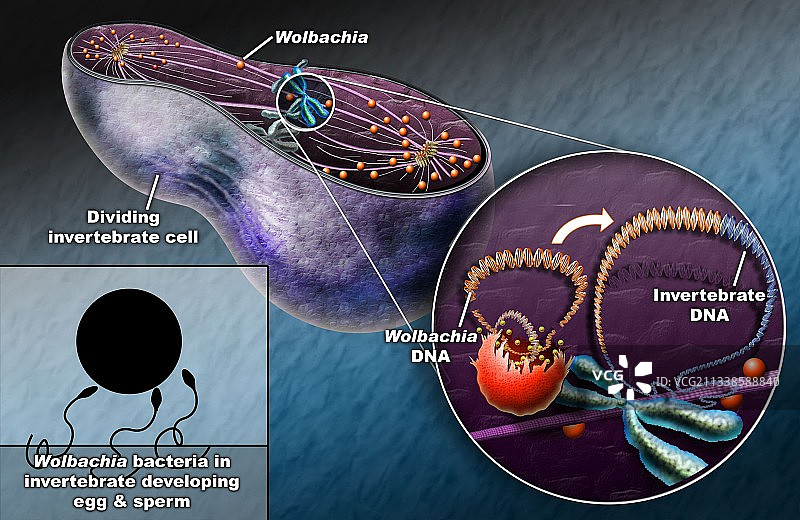 沃尔巴克氏菌细菌寄生虫，艺术作品图片素材