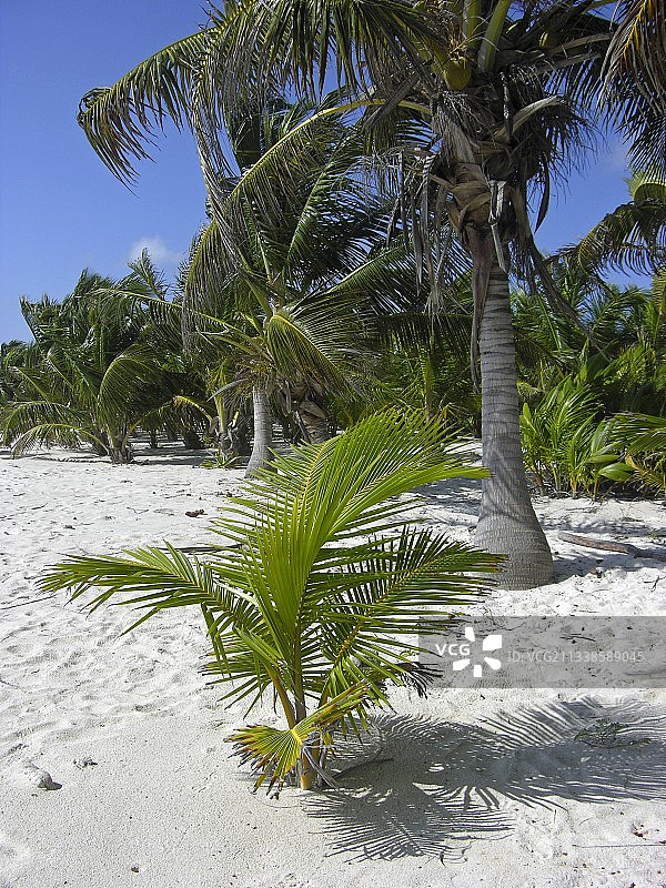 小棕榈树图片素材