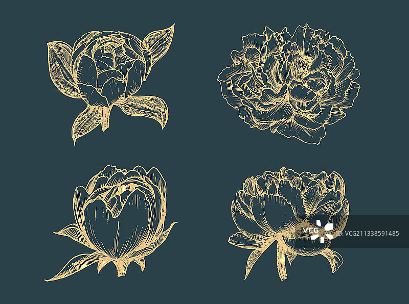 牡丹花素描图案图片素材