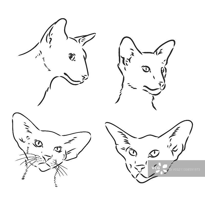 手绘风格的东方短毛猫图案图片素材