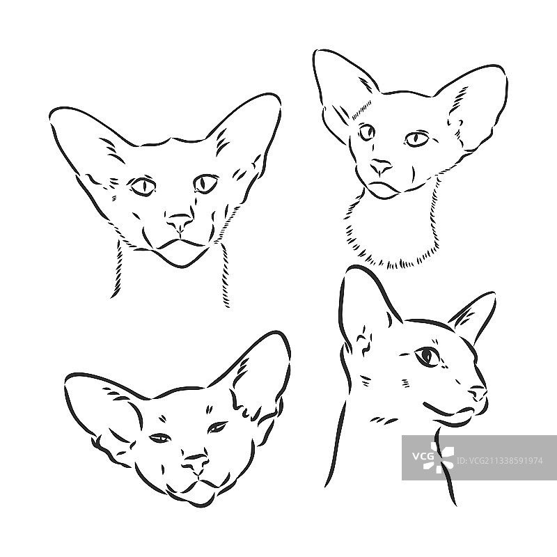 手绘风格的东方短毛猫图案图片素材