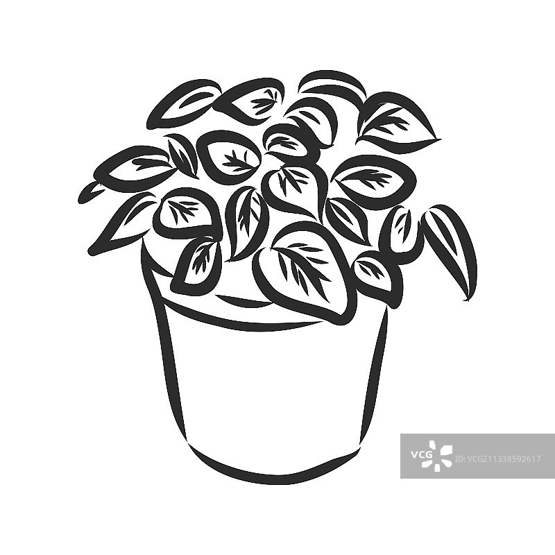 盆栽植物图片素材