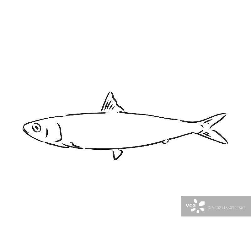 沙丁鱼墨水草图手绘图片素材
