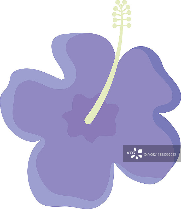 紫色芙蓉花图片素材