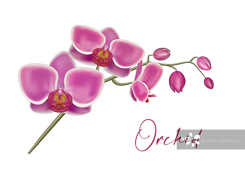 逼真兰花图片素材