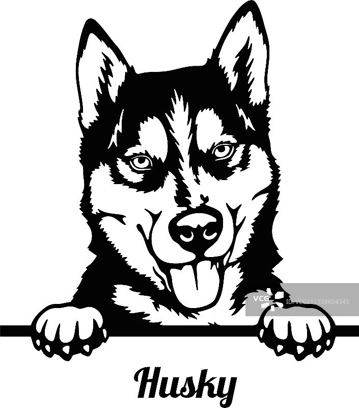 白色背景上探头张望的哈士奇狗头图片素材