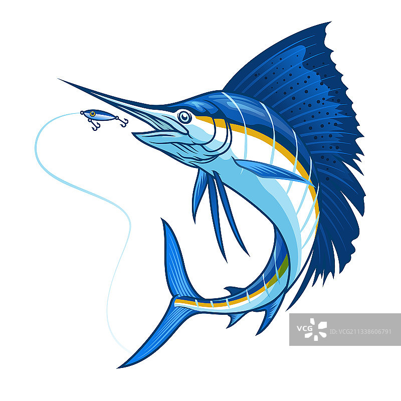 大西洋旗鱼追逐诱饵图片素材