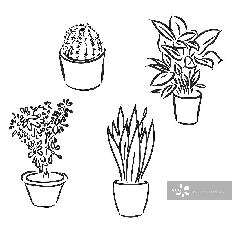 盆栽植物图片素材