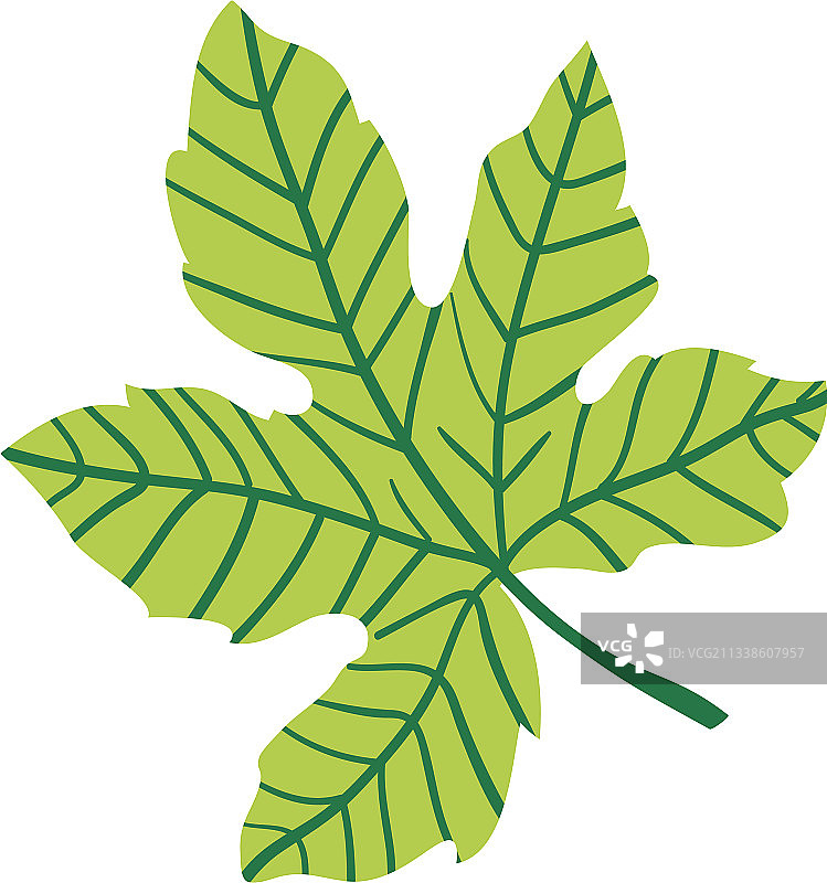 无花果切半和籽图片素材