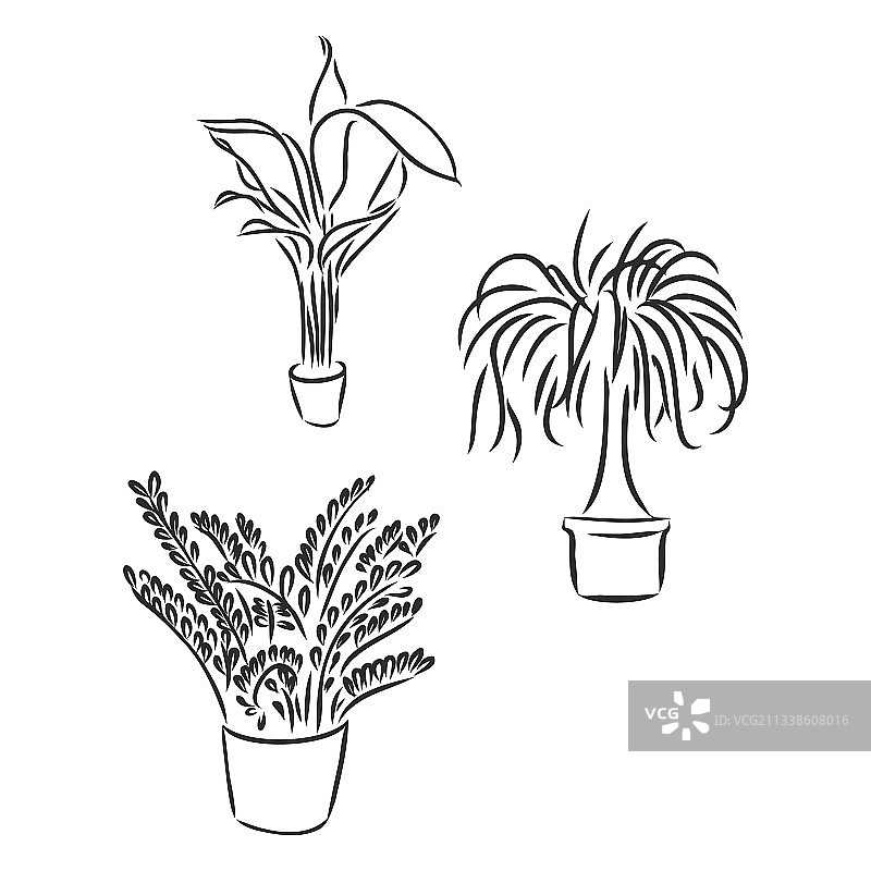 盆栽植物图片素材