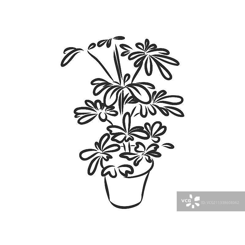 盆栽植物图片素材