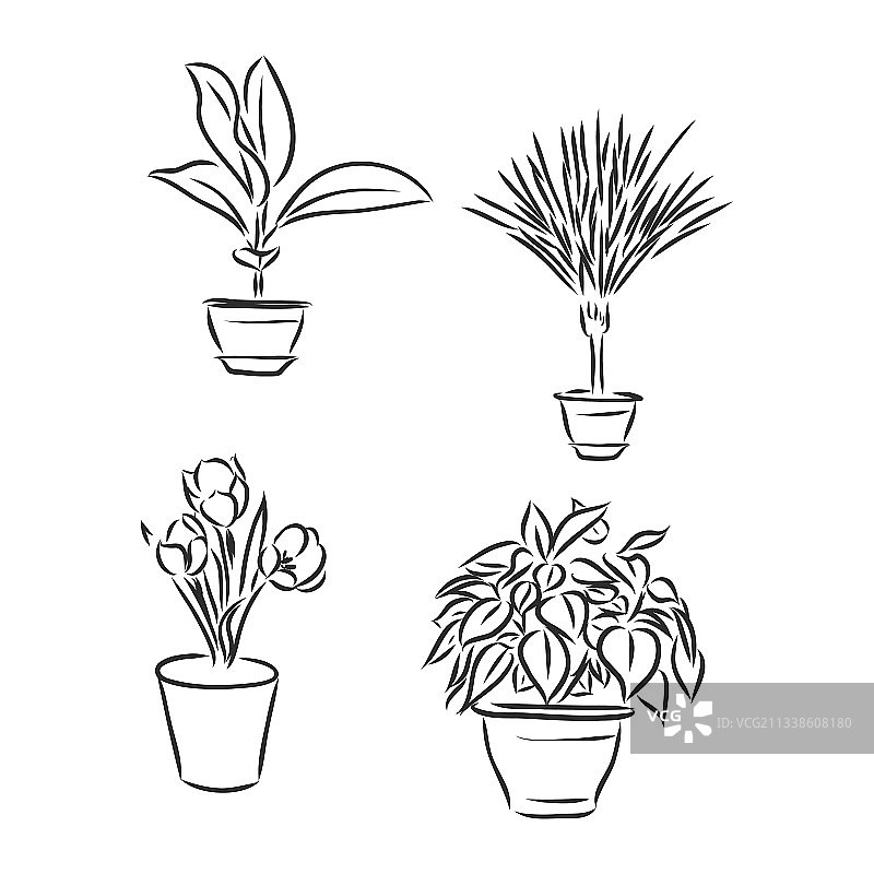 盆栽植物图片素材