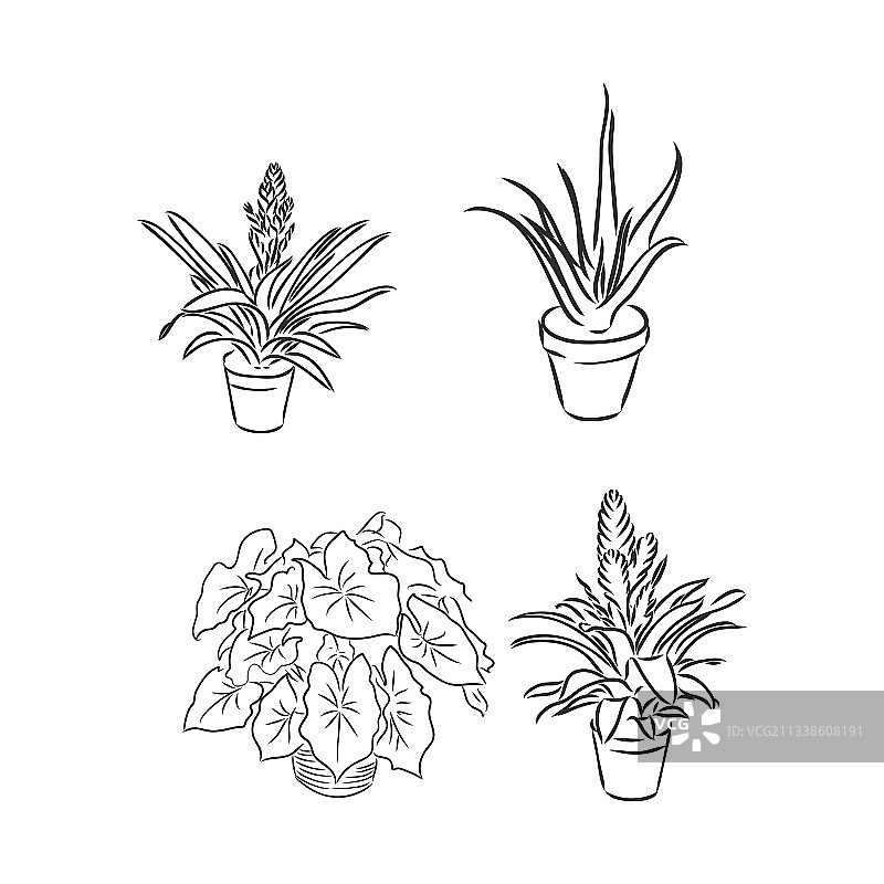 盆栽植物图片素材