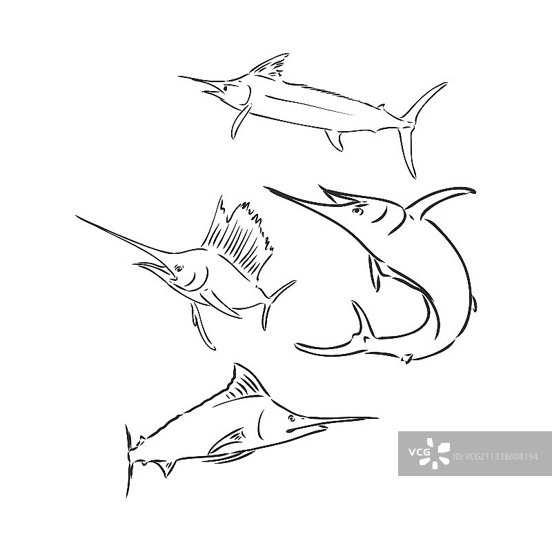 手绘剑鱼速写图片素材