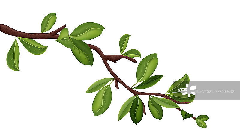 逼真的3D绿色树枝图片素材