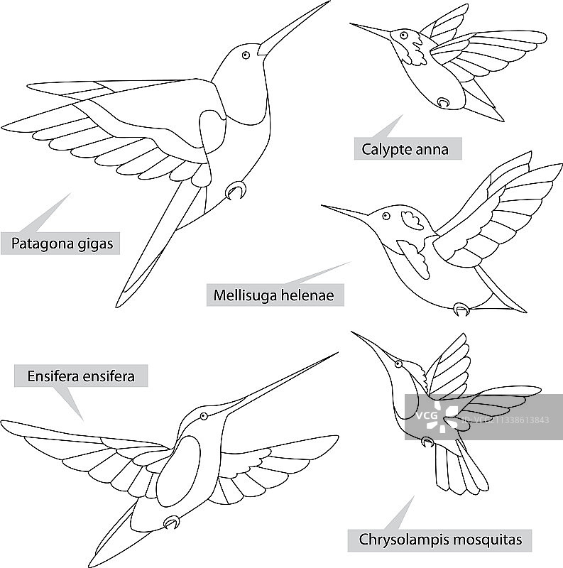 蜂鸟的拉丁文名称黑线图片素材