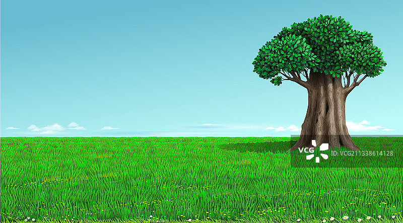 绿色田野上的老橡树图片素材