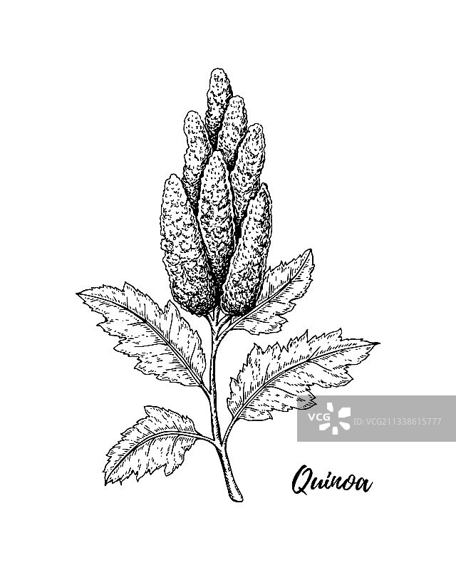 手绘藜麦枝图片素材