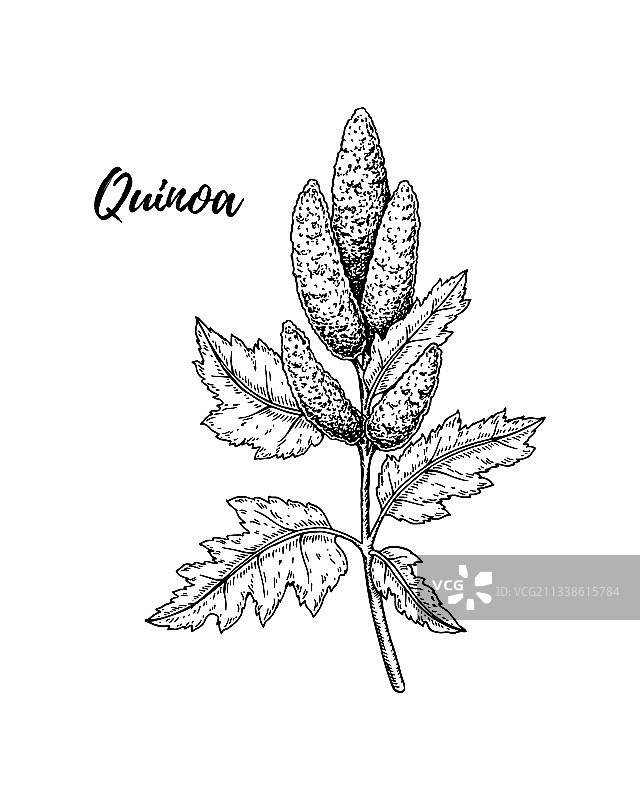 手绘藜麦枝图片素材