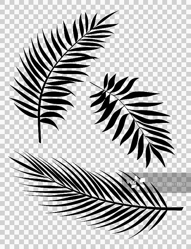 黑色棕榈叶背景EPS10剪影图片素材