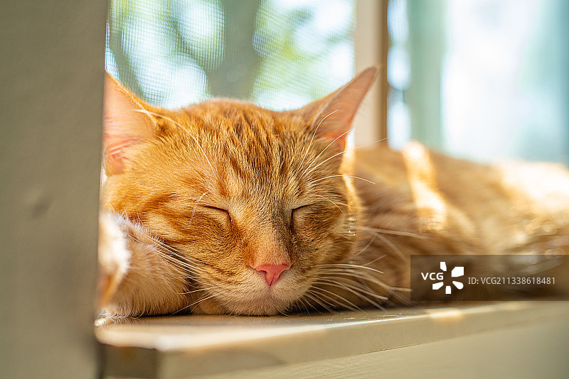 夏日温暖的阳光下，在窗台边午睡的橘猫，屋外是安静的草坪图片素材