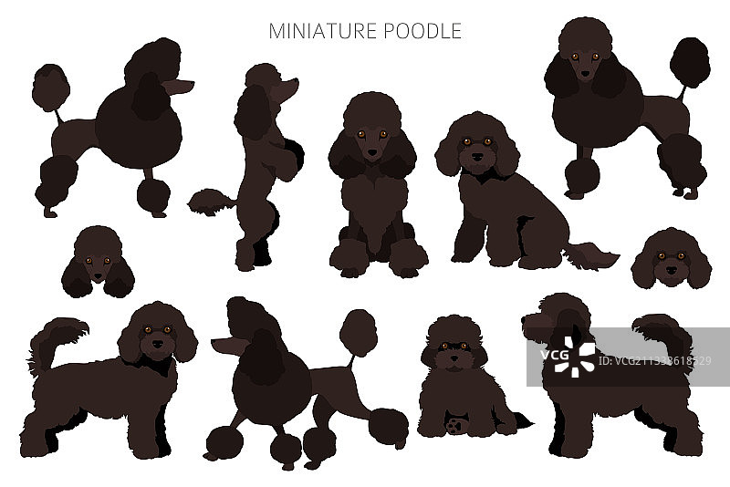 不同姿势和毛发的迷你贵宾犬剪贴画图片素材