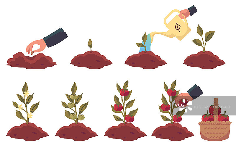 番茄幼苗培育图片素材