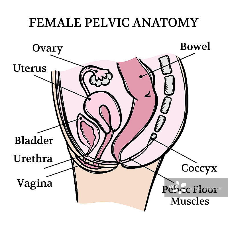 女性盆腔解剖医学教育方案图片素材