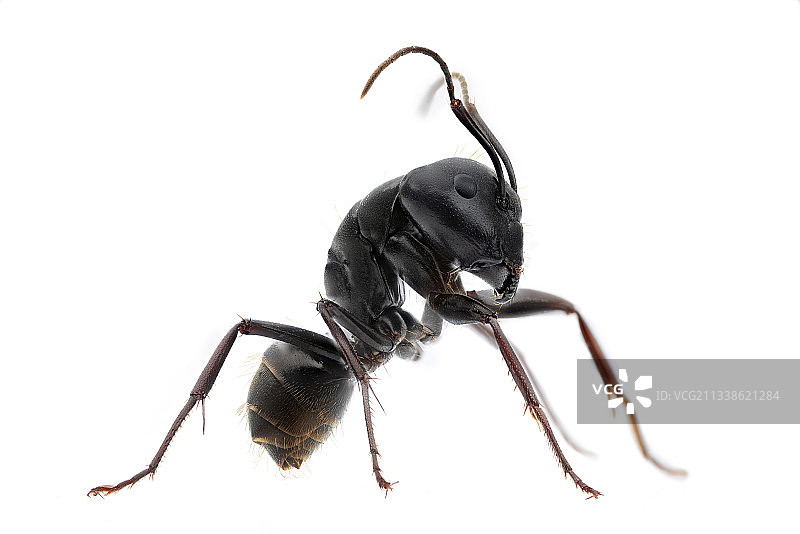 弓背蚁图片素材