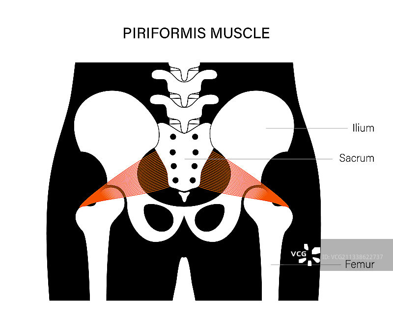 肌肉骨盆概念图片素材