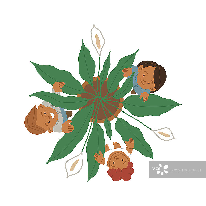 三朵花的白鹤芋植物俯视图图片素材