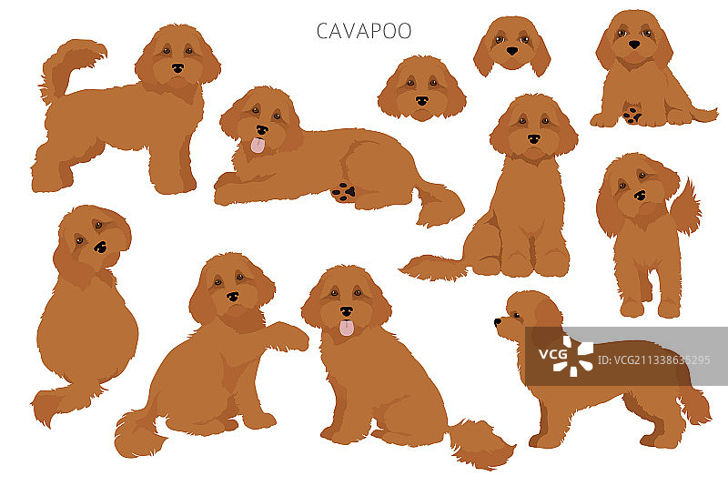 卡瓦蒲混血品种剪贴画图片素材