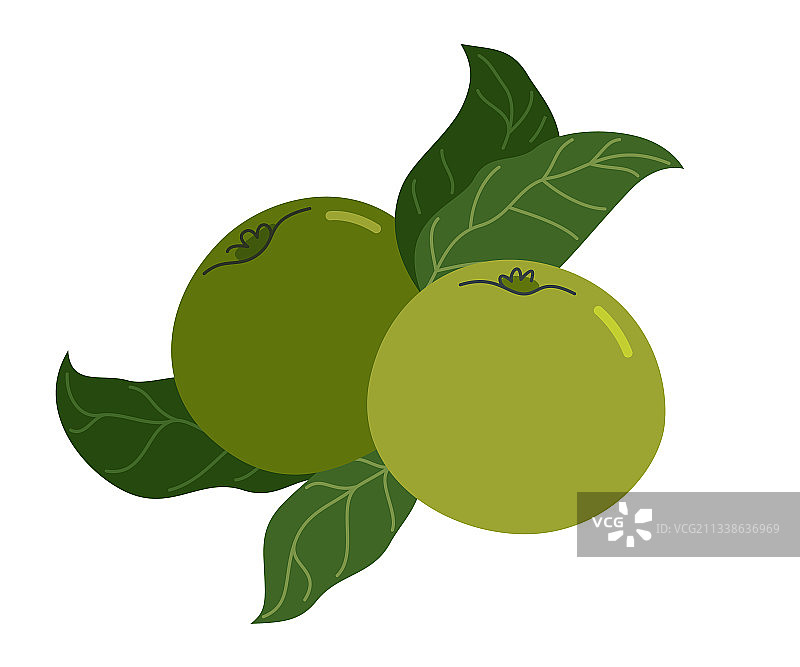 绿色未成熟苹果扁平风格绘画图片素材