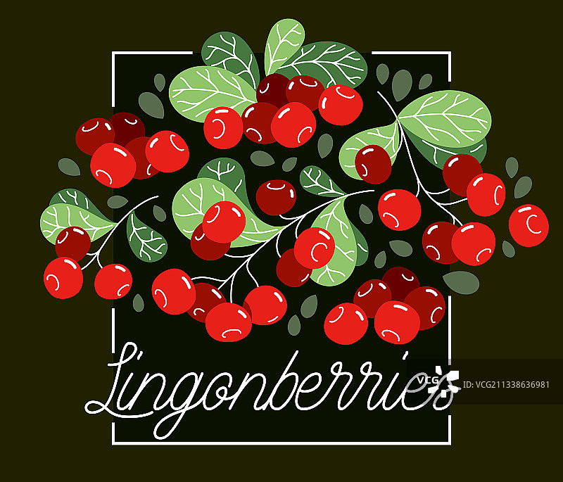 新鲜美味的野生成熟越橘图片素材