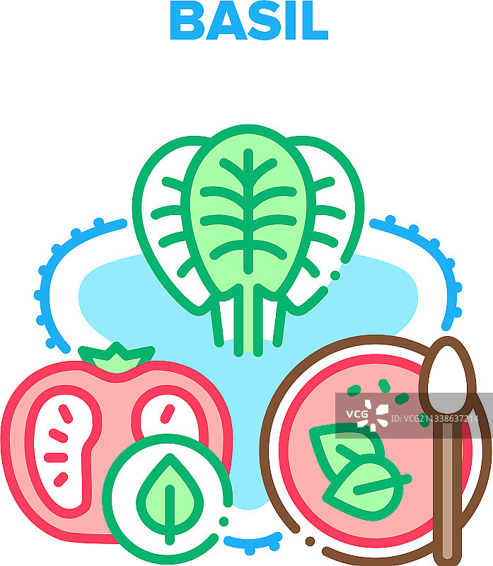 罗勒香料概念色图片素材