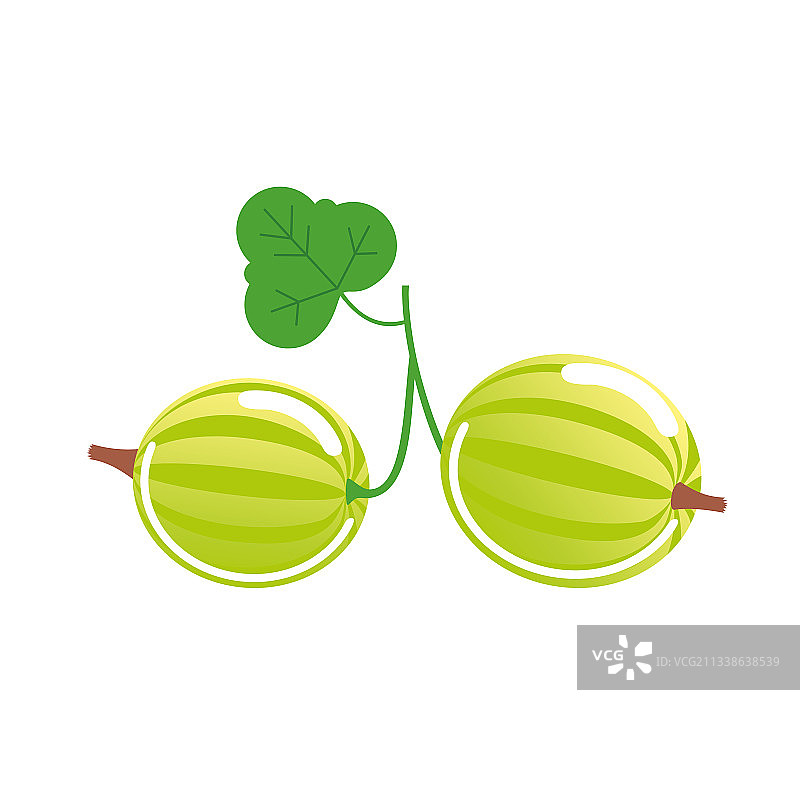 带两颗绿醋栗和叶子的枝条图片素材