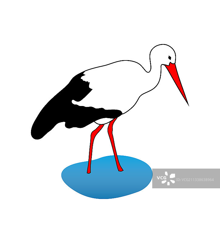 白色鹳图片素材