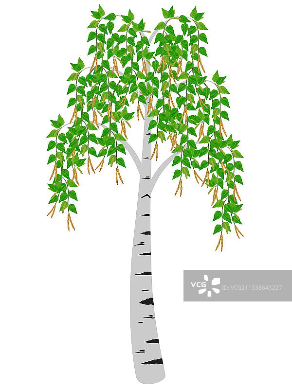 春天里盛开的桦树图片素材