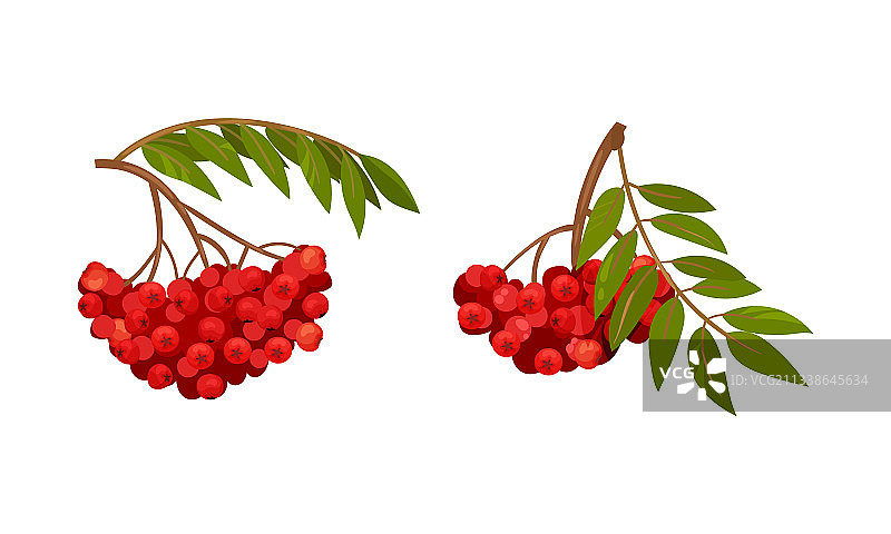 挂在羽状树枝上的红色花楸浆果图片素材